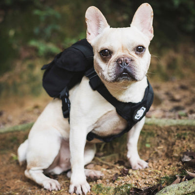 Eureka K9 Small Dog Vest - SEALSGLOBAL